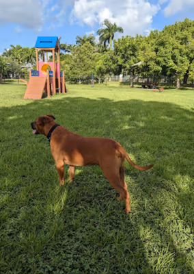 Dog Park at James Archer Smith Park photo 2